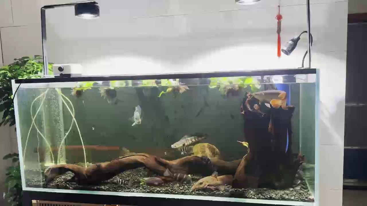 混養兩個月