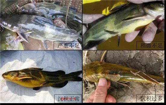 紅龍魚顏色發(fā)黃怎么回事啊