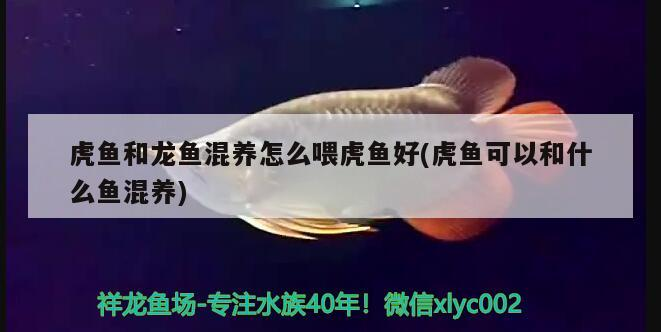 虎魚和龍魚混養怎么喂虎魚好(虎魚可以和什么魚混養)