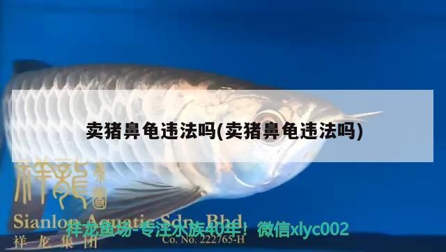 賣豬鼻龜違法嗎(賣豬鼻龜違法嗎)