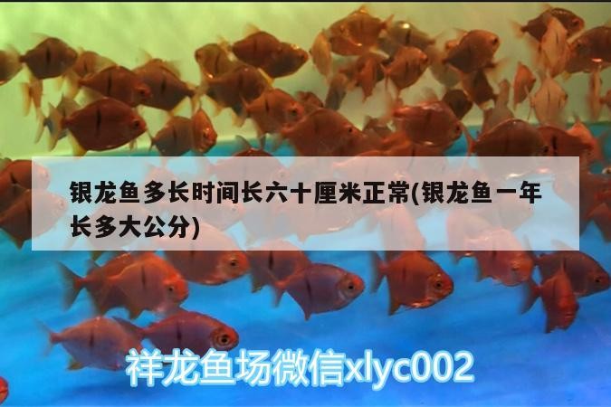 銀龍魚多長時間長六十厘米正常(銀龍魚一年長多大公分)