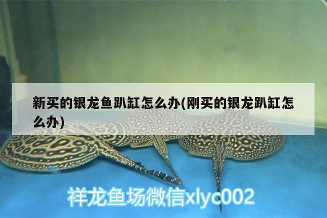 新買的銀龍魚趴缸怎么辦(剛買的銀龍趴缸怎么辦)