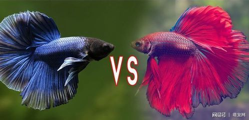 大型魚缸魚生病怎么處理最好：發現大型魚缸中的魚生病時，首要任務是將其隔離