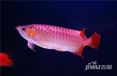 紅龍魚用什么底色最好：紅龍魚底色選擇影響健康和發色