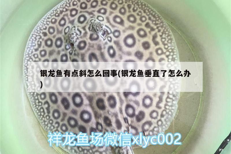 銀龍魚有點斜怎么回事(銀龍魚垂直了怎么辦)