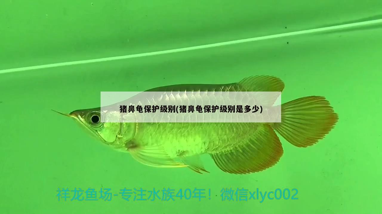 豬鼻龜保護級別(豬鼻龜保護級別是多少)