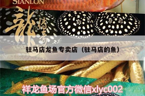 駐馬店龍魚專賣店（駐馬店的魚）