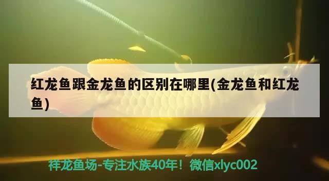 虎魚和龍魚混養數量多嗎(虎魚能和龍魚混養嗎)