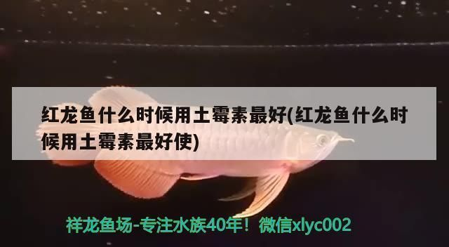 紅龍魚什么時候用土霉素：紅龍魚使用土霉素的注意事項 紅龍魚什么時候用土霉素：紅龍魚使用土霉素的注意事項 紅龍魚百科 第2張
