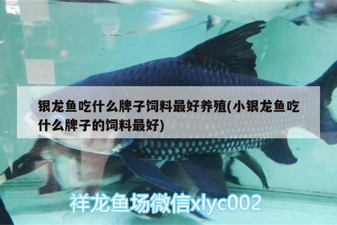 銀龍魚吃什么牌子飼料最好養(yǎng)殖(小銀龍魚吃什么牌子的飼料最好)