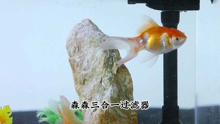 祥龍魚場（祥龍魚場官方網站）