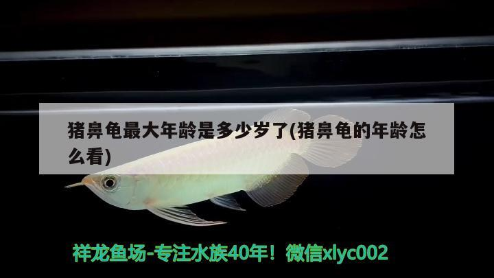 豬鼻龜最大年齡是多少歲了(豬鼻龜?shù)哪挲g怎么看)