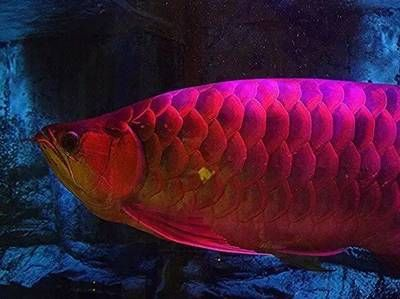 紅龍魚長多大：紅龍魚幼苗期如何養護紅龍魚成年后的飼養要點