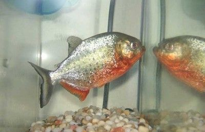 虎魚一般講究養幾條：虎魚的養殖數量一般取決于魚缸的大小嗎？