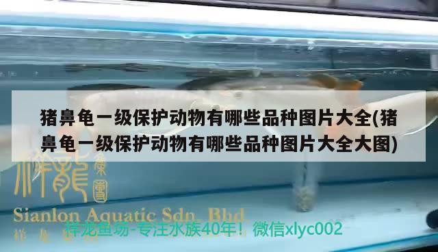 豬鼻龜一級保護動物有哪些品種圖片大全(豬鼻龜一級保護動物有哪些品種圖片大全大圖)