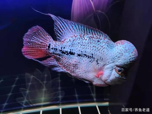 森森aq600說明書（森森aq600使用說明）