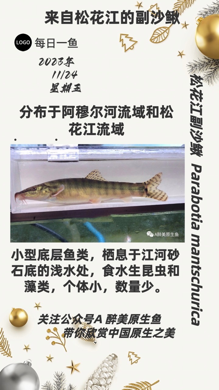 松花江副沙鰍