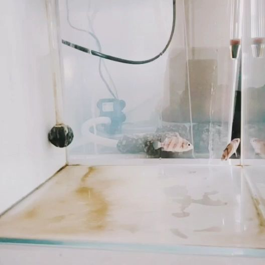 小白虎魚圈