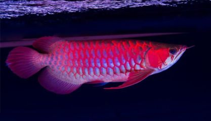 冬天紅龍魚水溫多少合適養(yǎng)殖魚：紅龍魚冬季養(yǎng)殖水溫的控制