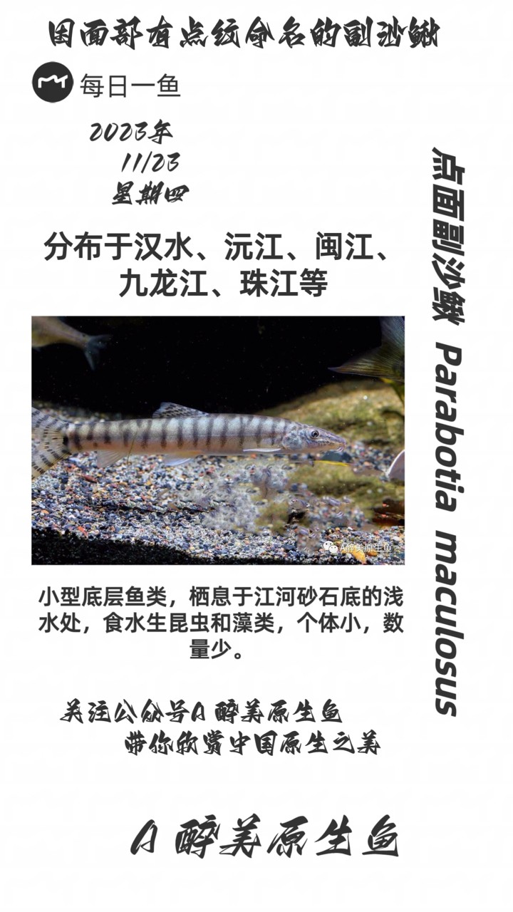 點(diǎn)面副沙鰍