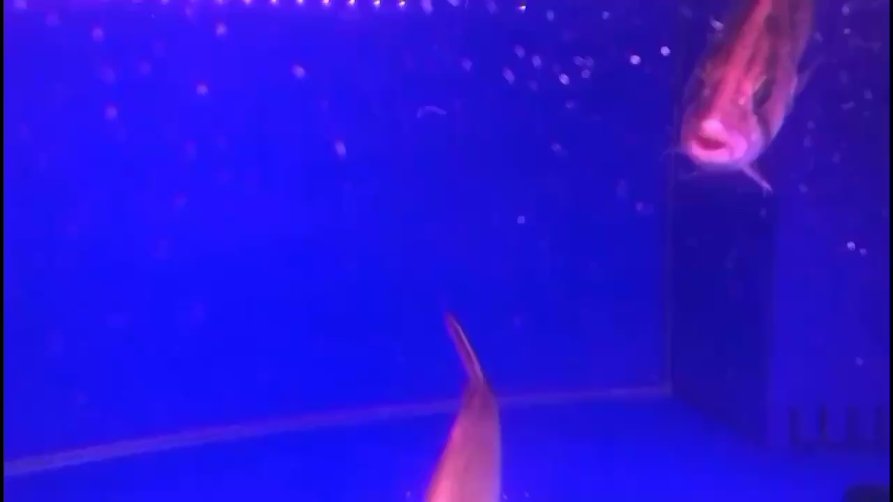 虎魚暴斃