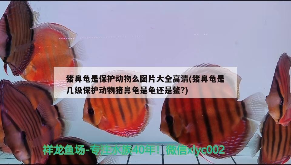豬鼻龜是保護動物么圖片大全高清(豬鼻龜是幾級保護動物豬鼻龜是龜還是鱉?)