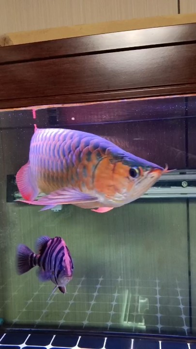嘟