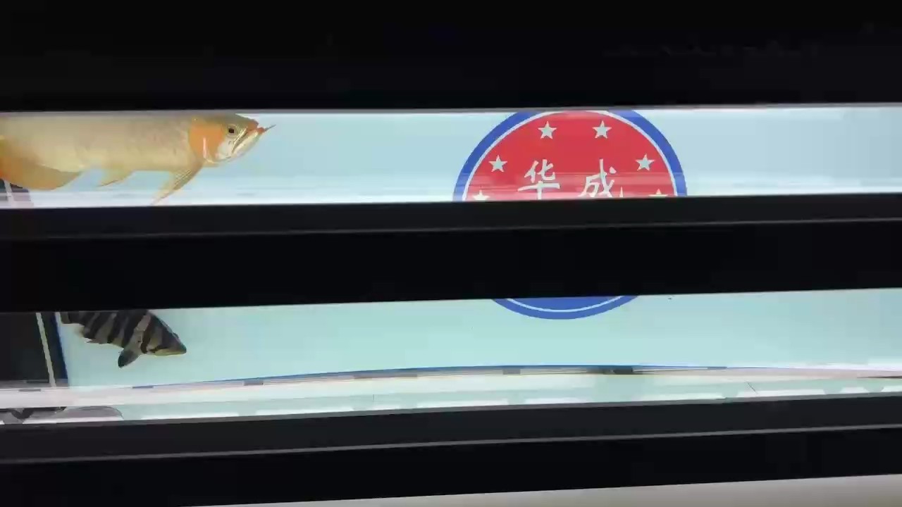 可出