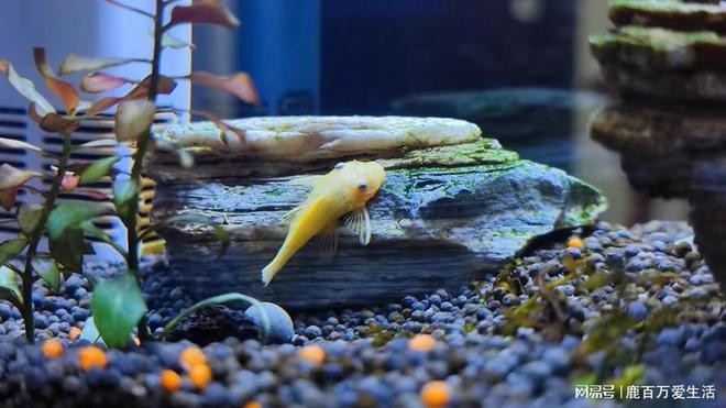 杭州余杭區(qū)余杭鎮(zhèn)吉運(yùn)水族館 全國水族館企業(yè)名錄 第1張 杭州余杭區(qū)余杭鎮(zhèn)吉運(yùn)水族館 杭州余杭區(qū)余杭鎮(zhèn)吉運(yùn)水族館 全國水族館企業(yè)名錄 第1張