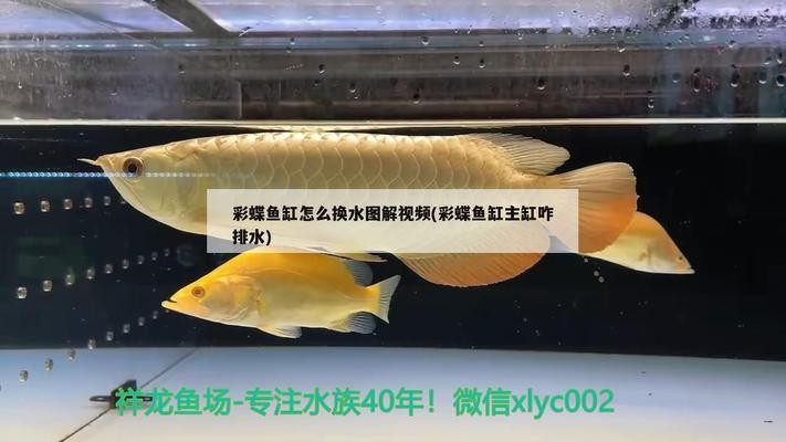 南昌二手魚缸出售（南昌二手魚缸出售信息）