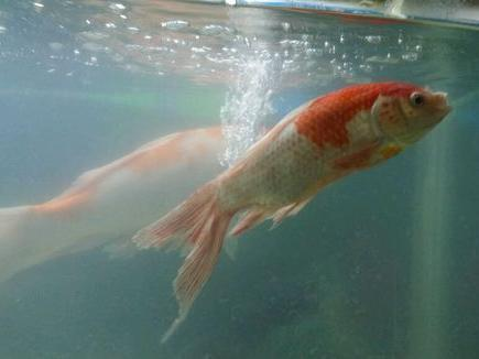 尉氏縣城關(guān)鎮(zhèn)浮陽(yáng)水族館（尉氏縣城關(guān)鎮(zhèn)浮陽(yáng)水族館電話）