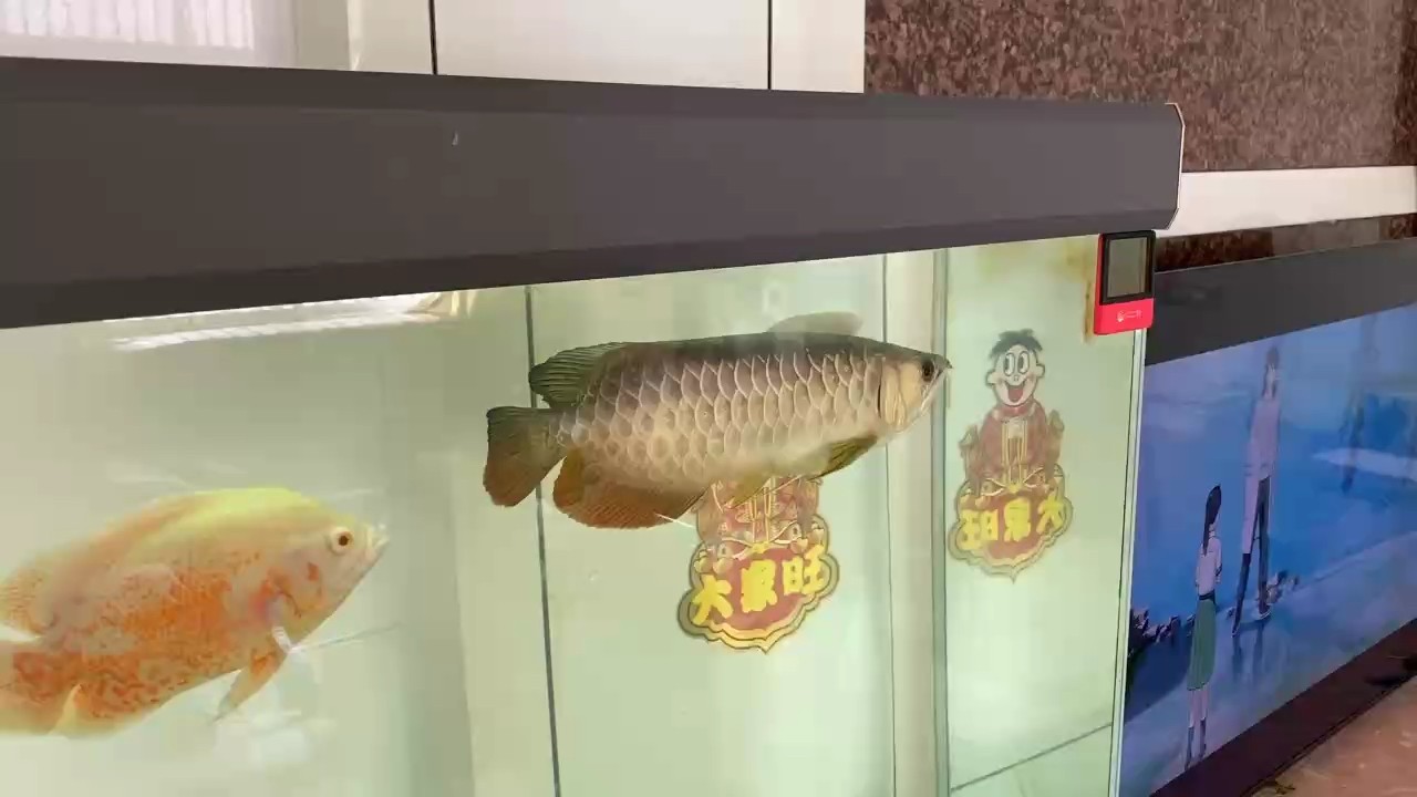 請問這是一條寶石金龍嗎？ 請問這是一條寶石金龍嗎？ 龍魚論壇