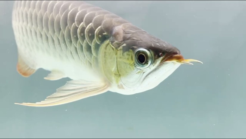 37公分小魚記錄