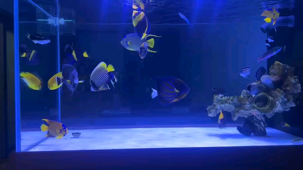 不買魚了，不團魚了