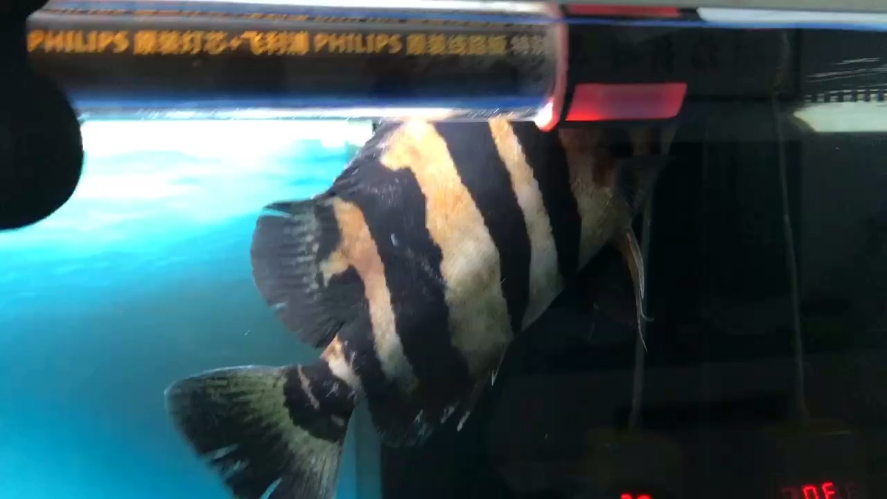 轉圈圈