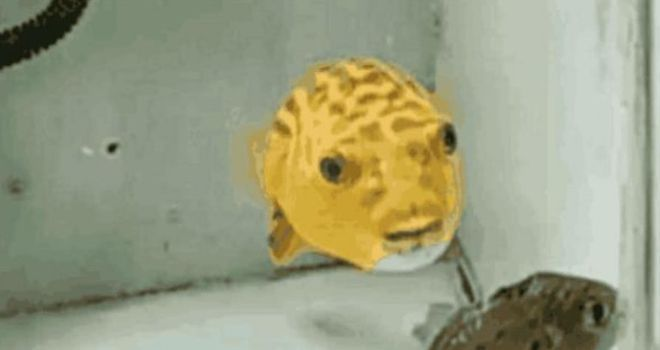 中山魚缸燈廠家直銷價格（中山魚缸燈廠家直銷價格表） 中山魚缸燈廠家直銷價格（中山魚缸燈廠家直銷價格表） 觀賞魚百科