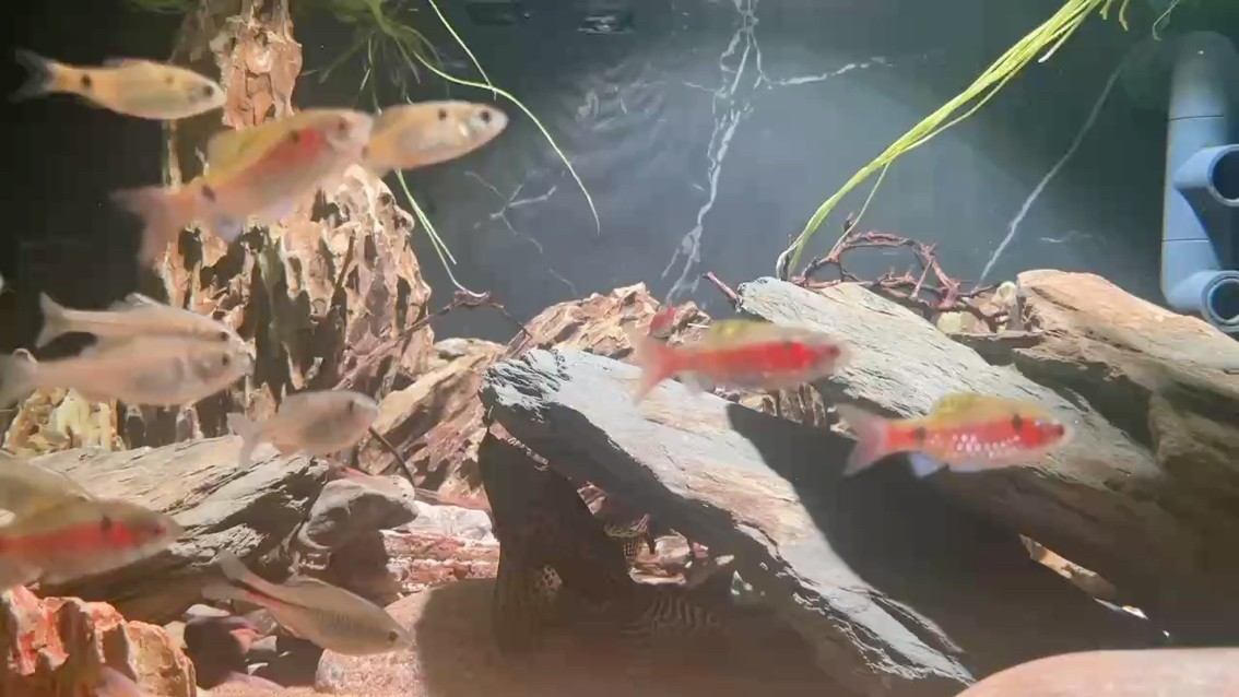我是一只魚??