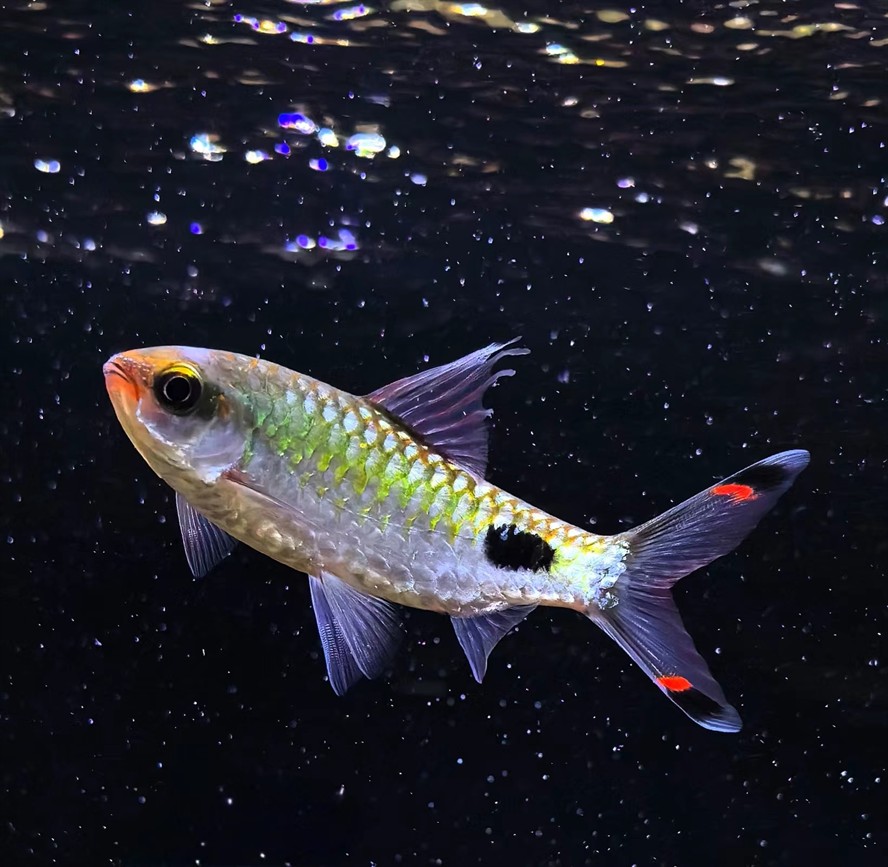 這是什么魚
