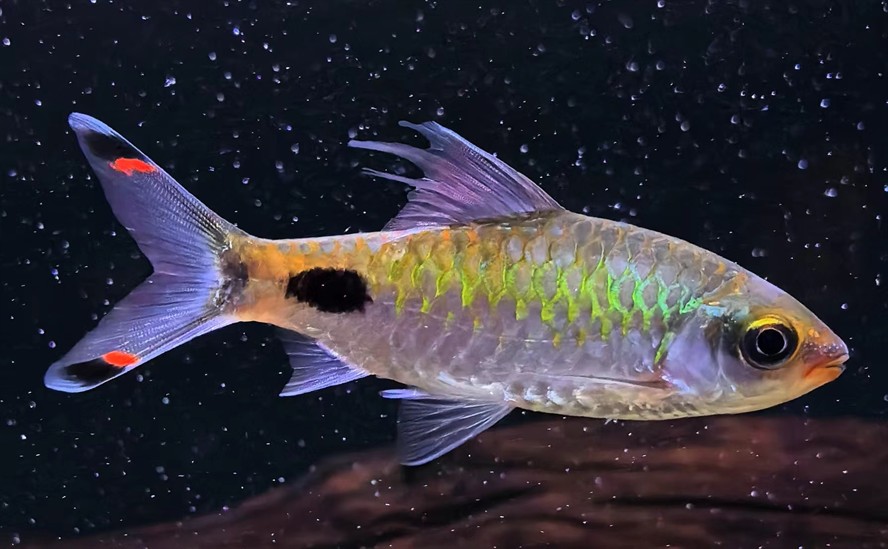 這是什么魚