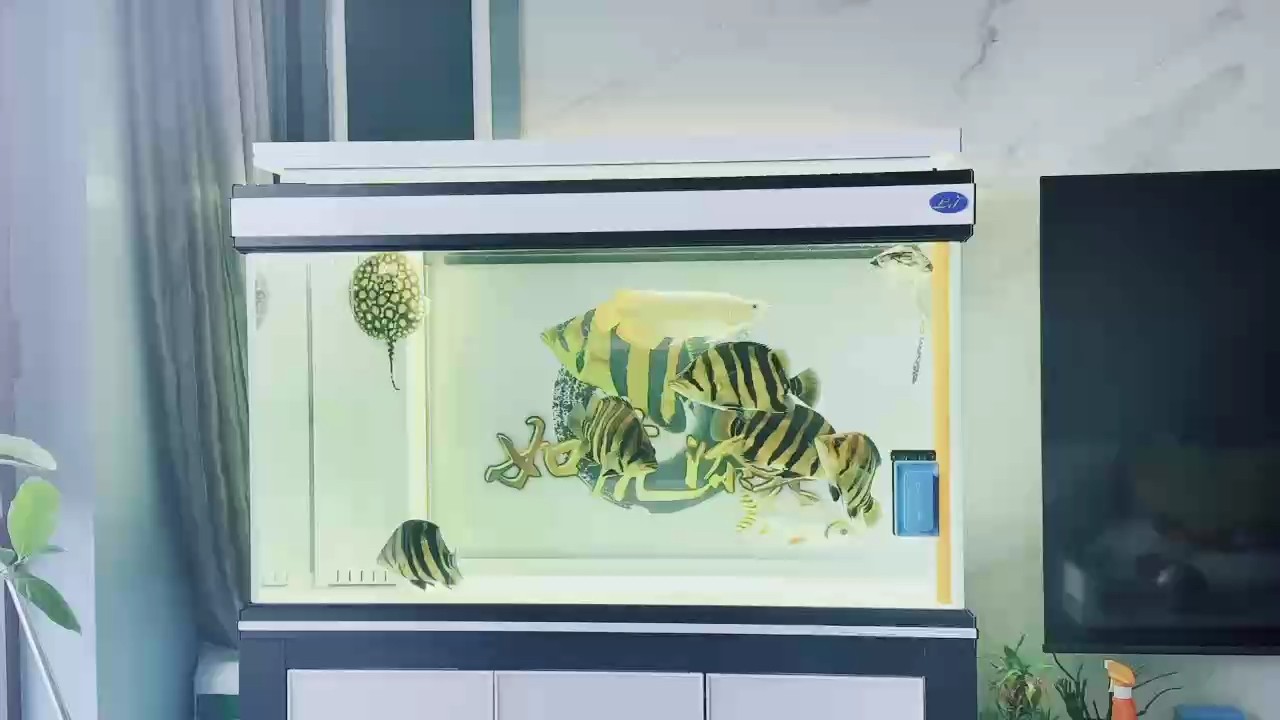 五虎上將，你們都有嗎？