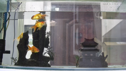 綏陽縣萬嘉水族魚缸經(jīng)營部（綏陽縣萬嘉水族魚缸經(jīng)營部電話）