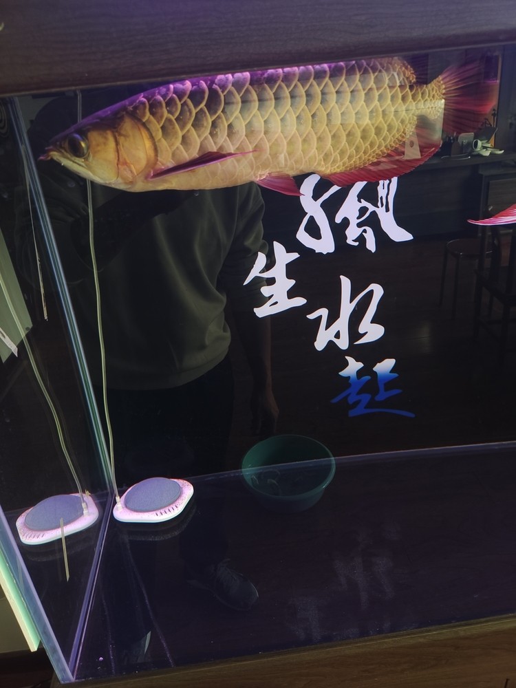 新手養(yǎng)魚 求大神幫忙指點(diǎn)