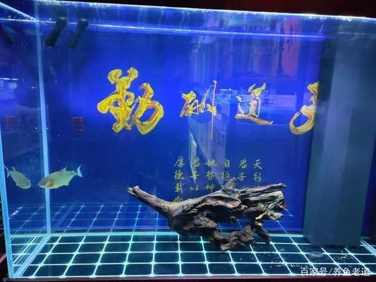 森森魚缸殺菌沖浪是控制哪個地方的（森森魚缸殺菌沖浪用一直開著嗎）