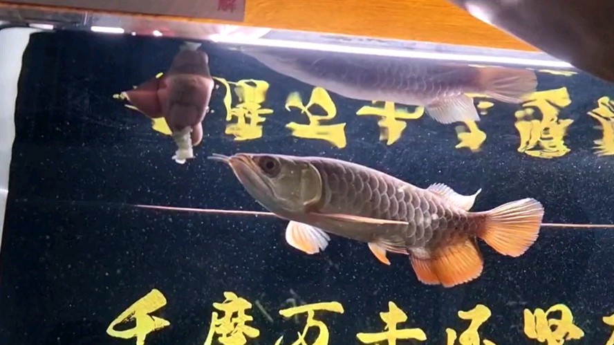 龍魚擔心怎么辦？練！