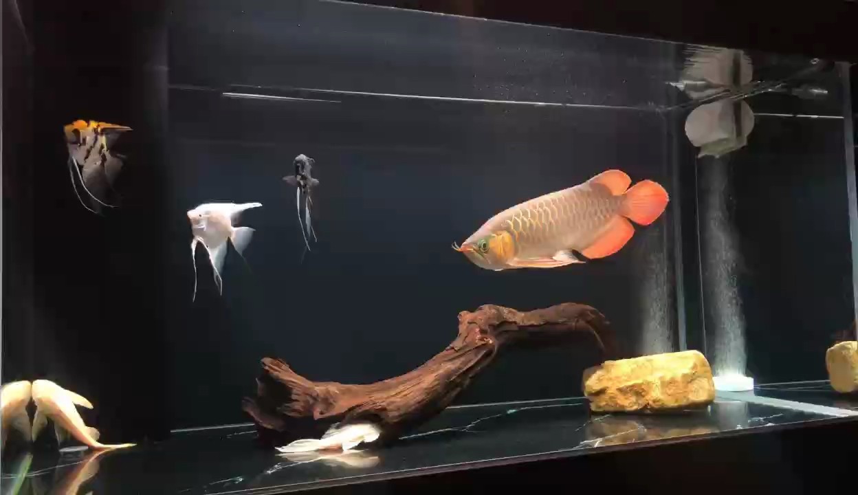 日常賞魚