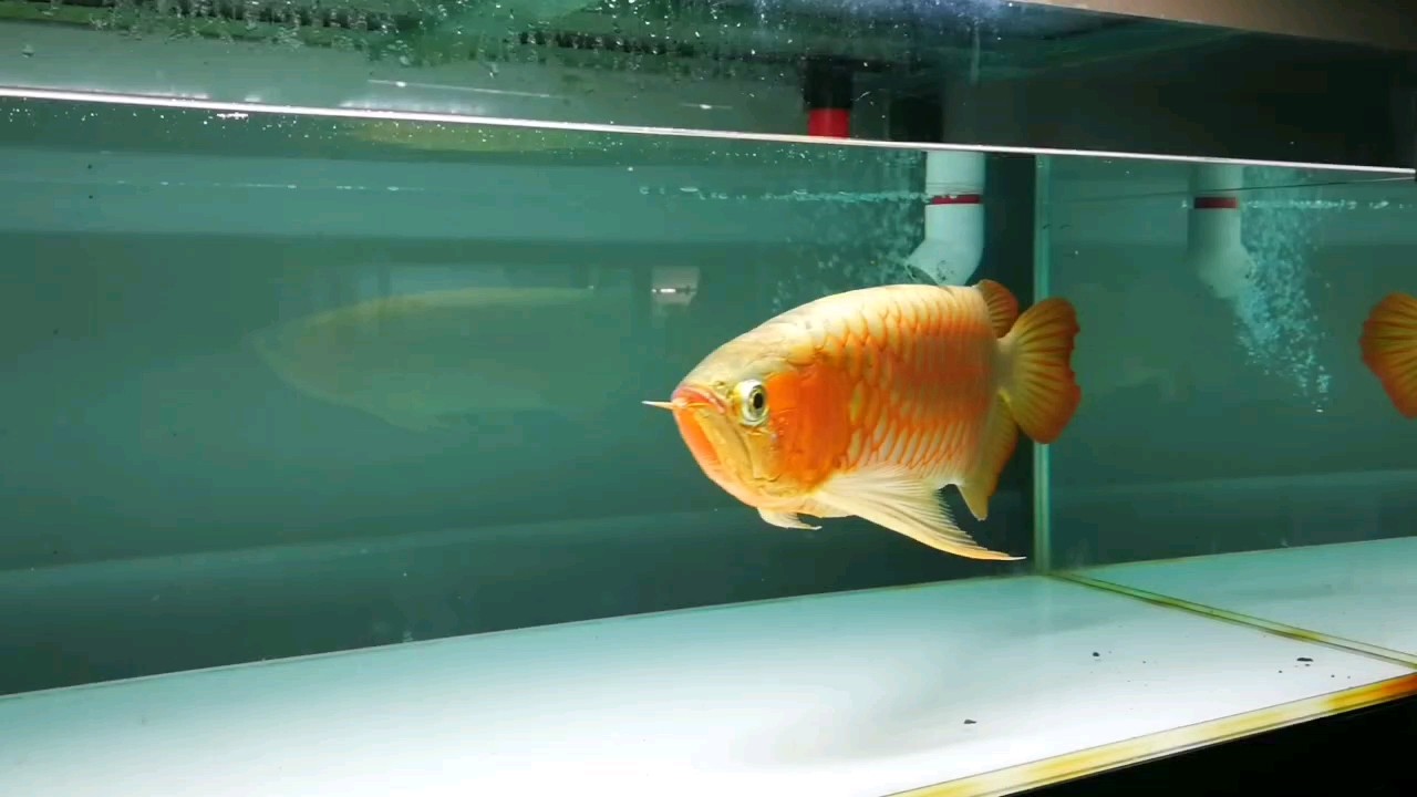 錦紅袍