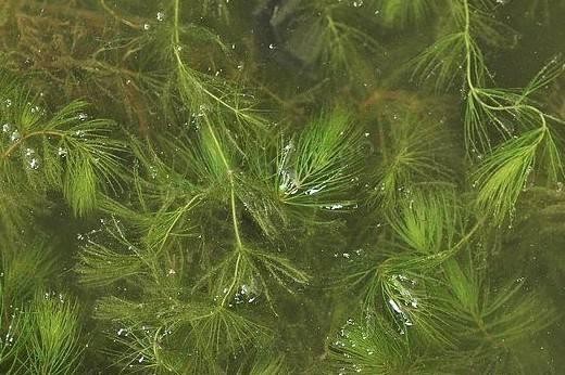 森森迷你小魚缸（森森迷你小魚缸的安裝方法視頻）