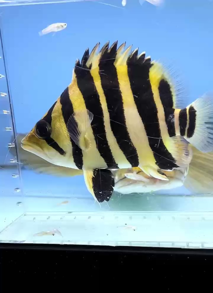 老鼠頭好啊