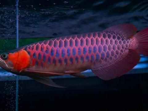 攀枝花紅龍魚價格2688貴嗎？