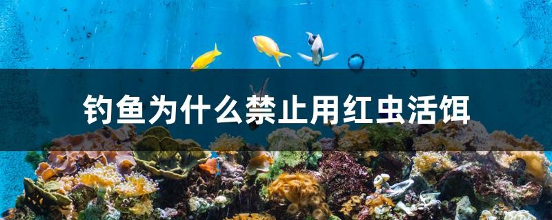 釣魚為什么禁止用紅蟲活餌